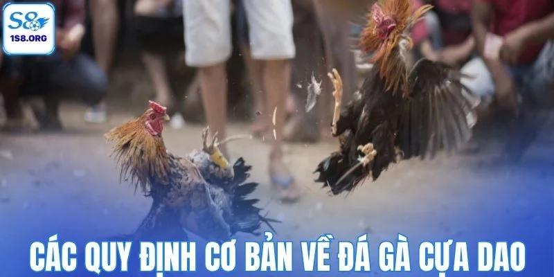 Các quy định cơ bản về đá gà cựa dao