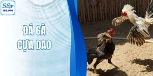 Đá Gà Cựa Dao S8 - Săn Kèo Siêu Chuẩn, Thắng Đậm Dễ Dàng
