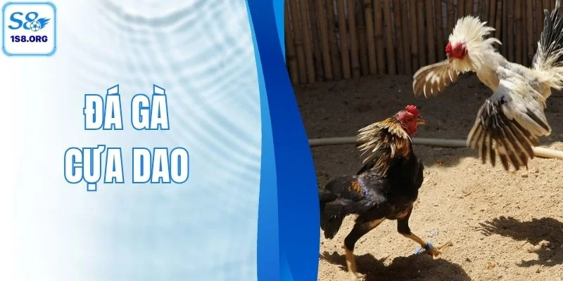 Đá Gà Cựa Dao S8 - Săn Kèo Siêu Chuẩn, Thắng Đậm Dễ Dàng