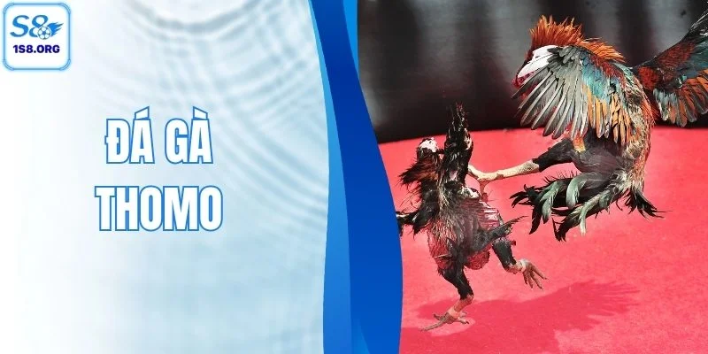 Đá Gà Thomo - Cập Nhật Trận Hay 24/7, Thắng Đậm Mỗi Ngày