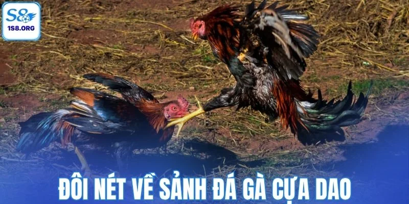 Đôi nét về sảnh đá gà cựa dao