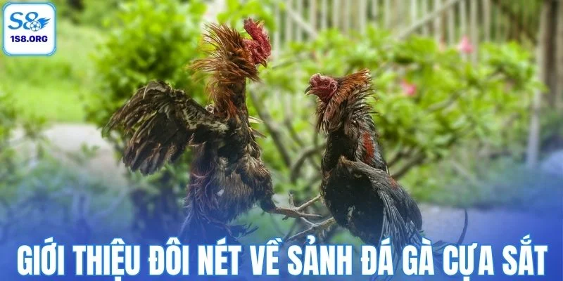 Giới thiệu đôi nét về sảnh đá gà cựa sắt