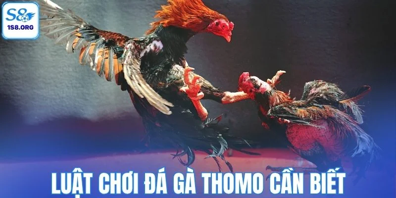 Luật chơi đá gà Thomo cần biết