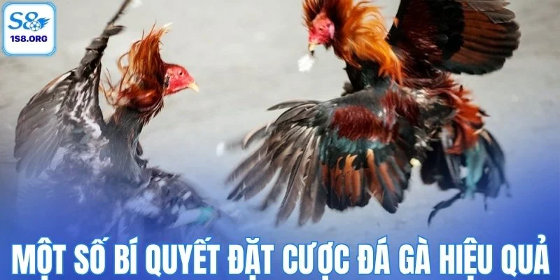 Một số bí quyết đặt cược đá gà hiệu quả