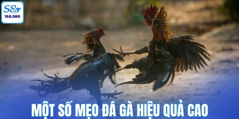 Một số mẹo đá gà hiệu quả cao