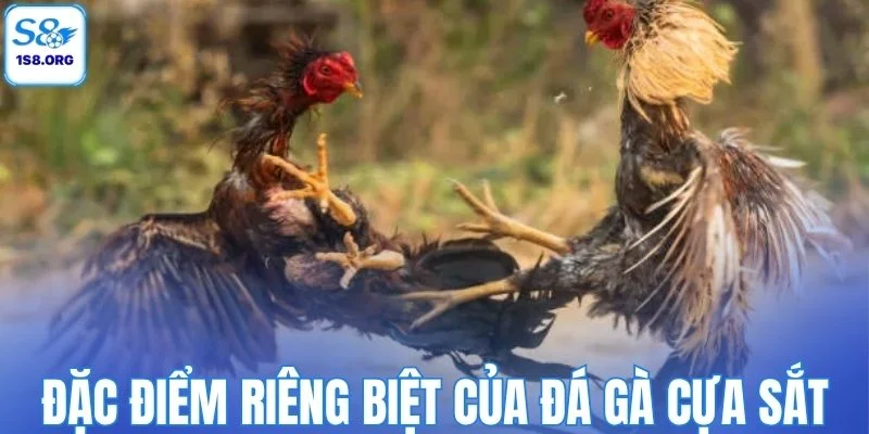 Những đặc điểm riêng biệt của đá gà cựa sắt