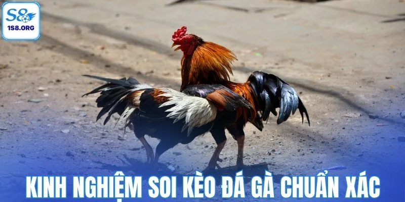 Những kinh nghiệm soi kèo đá gà chuẩn xác