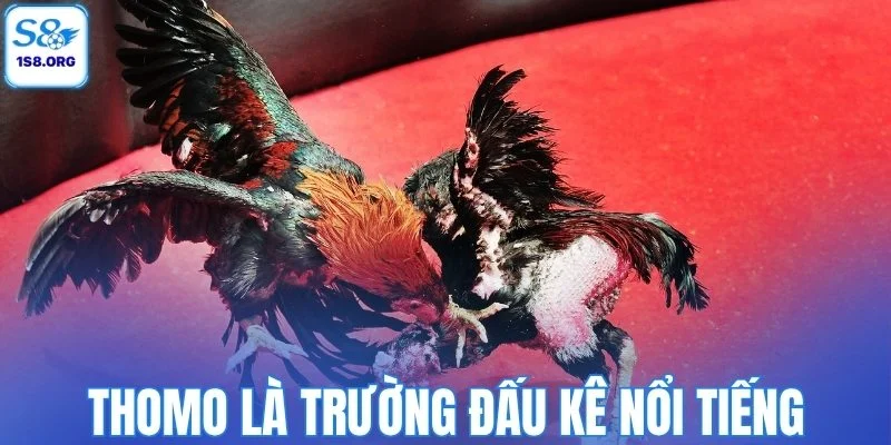 Thomo là trường đấu kê nổi tiếng